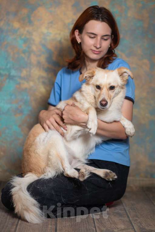 Собаки в Москве: Холли ищет дом Девочка, Бесплатно - фото 4