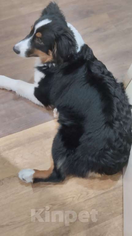 Собаки в Красноярске: Щенок аусси Мальчик, Бесплатно - фото 1