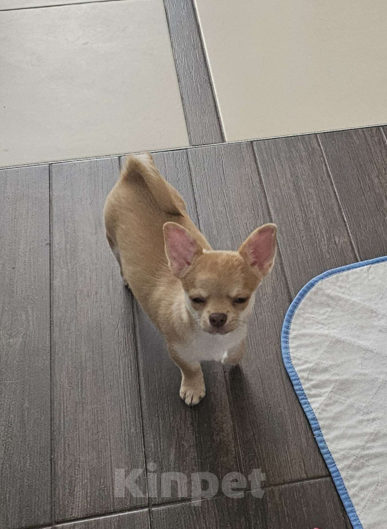 Собаки в других городах Челябинской области: Серьезный мачо Мальчик, 60 000 руб. - фото 2