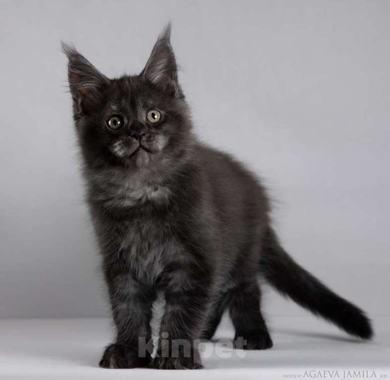 Кошки в Москве: Мейн-кун Зорро сладкий пирожок Мальчик, 105 000 руб. - фото 6