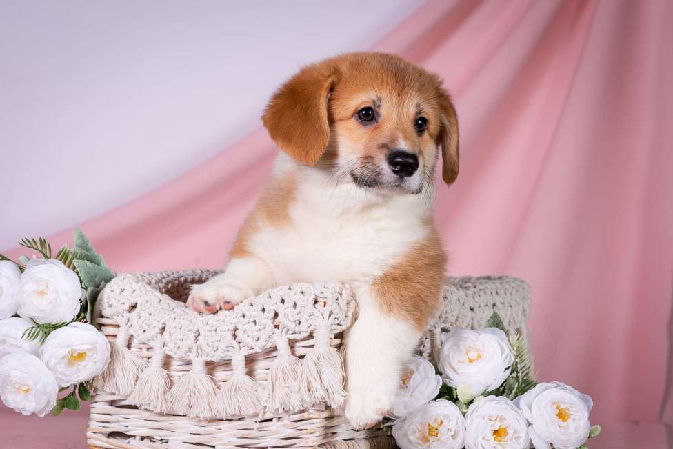 Собаки в Москве: Продам щенка вельш корги пемброк Девочка, 70 000 руб. - фото 4