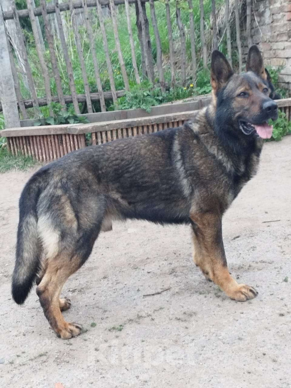 Собаки в Керчи: Щенки немецкой овчарки  Девочка, 70 000 руб. - фото 2