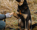 Собаки в Санкт-Петербурге: Юный Скаут из приюта в добрые руки Мальчик, Бесплатно - фото 10