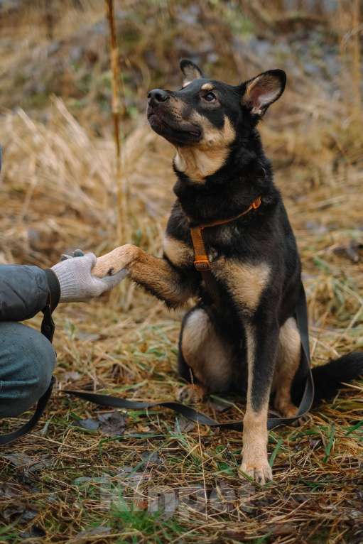 Собаки в Санкт-Петербурге: Юный Скаут из приюта в добрые руки Мальчик, Бесплатно - фото 10