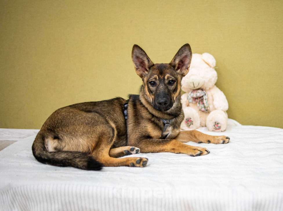 Собаки в Москве: Щенок бесплатно Москва Девочка, Бесплатно - фото 2