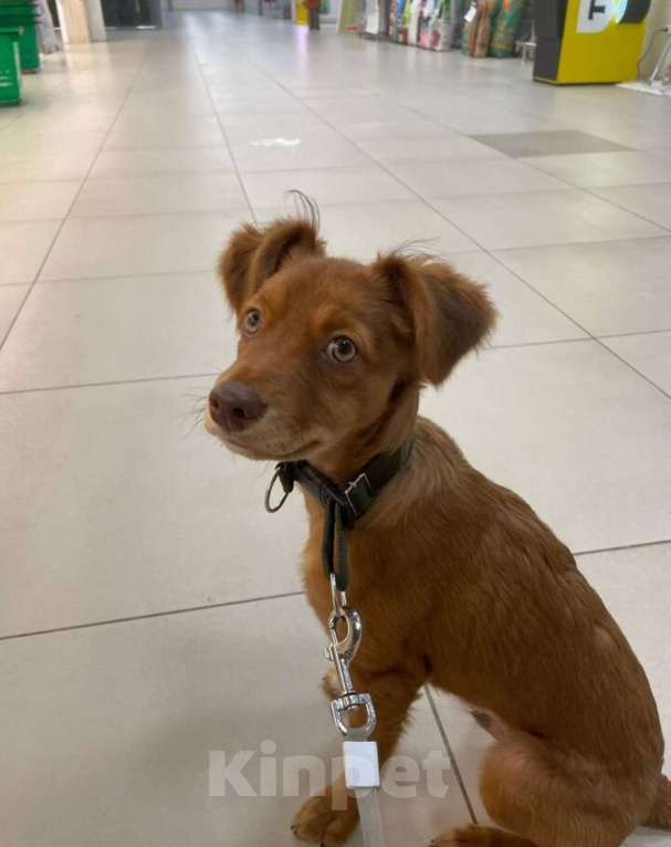 Собаки в Балашихе: Щенок ксолоитцкуинтли мини Мальчик, 10 000 руб. - фото 4