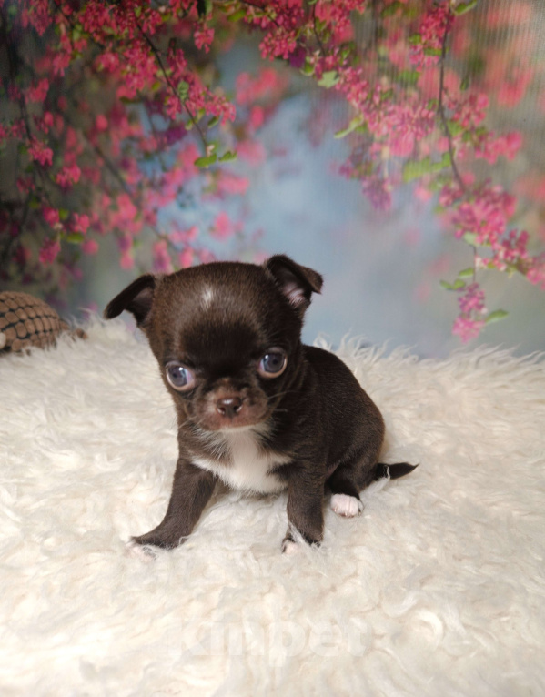 Собаки в Москве: Шоколадная конфетка Девочка, 75 000 руб. - фото 5