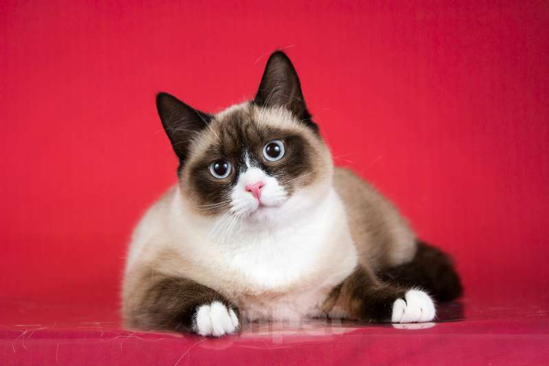 Кошки в Москве: Шикарный молодой кот Эльф в добрые руки Мальчик, 1 руб. - фото 3