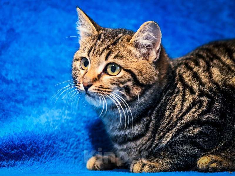 Кошки в Москве: Котята-подростки британской породы в добрые руки Мальчик, Бесплатно - фото 3