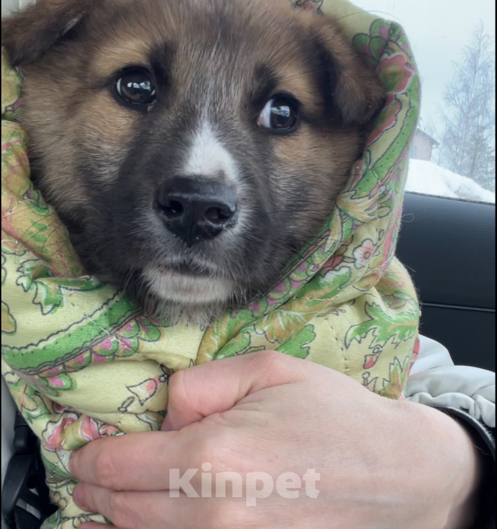 Собаки в Сертолово: Щенки ищут добрые и заботливые ручки Мальчик, Бесплатно - фото 7