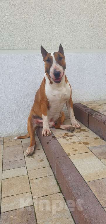 Собаки в Геленджике: Предлагаем прекрасного кобеля к вязке Мальчик, Бесплатно - фото 8