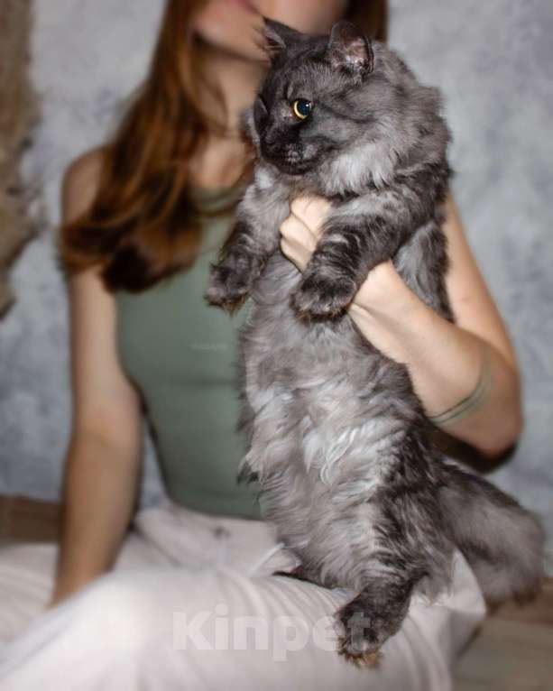 Кошки в Москве: манчкин кот Мальчик, 30 000 руб. - фото 9