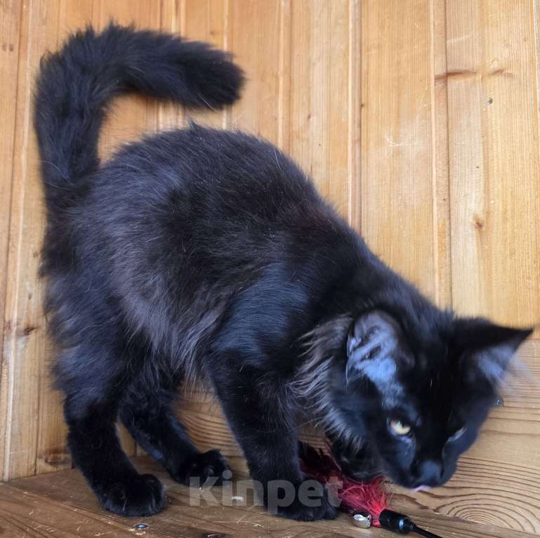 Кошки в Москве: Котенок Мальчик, 1 руб. - фото 6