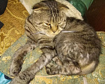 Кошки в Добрянке: В Добрые руки, 99 руб. - фото 1