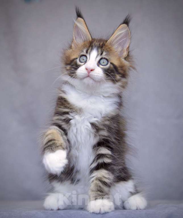 Кошки в Краснодаре: Мейн-кун мальчик Мальчик, 80 000 руб. - фото 3