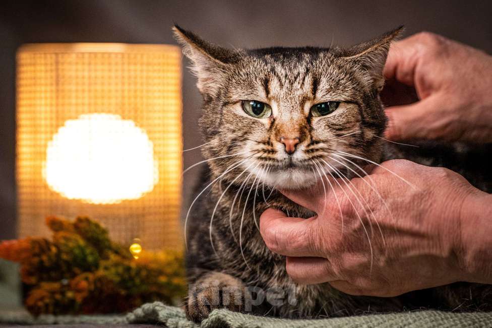 Кошки в Клине: Мурка — своенравная кошечка для истинных ценителей Девочка, Бесплатно - фото 1