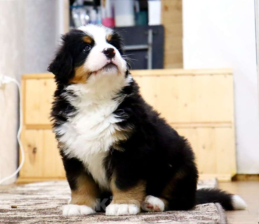 Собаки в Москве: Щенок Бернского Зенненхунда Мальчик, Бесплатно - фото 4