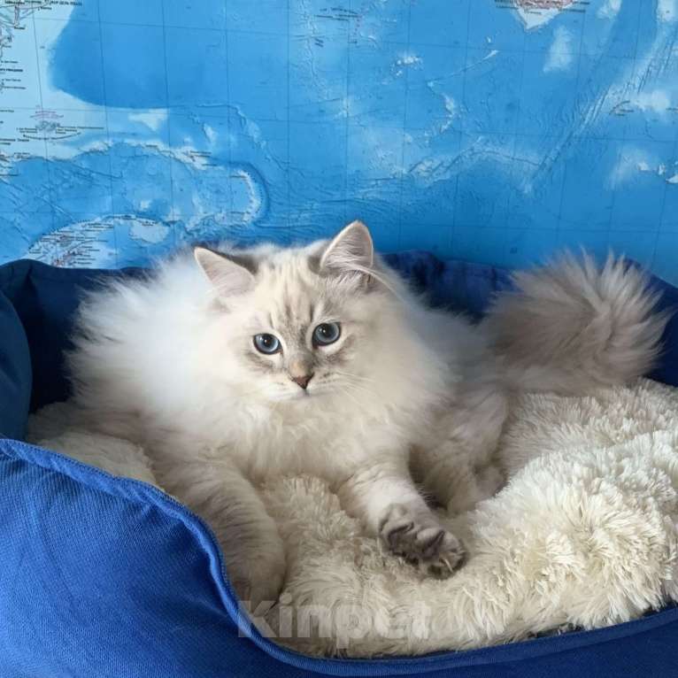 Кошки в других городах Краснодарского края: Невский маскарадный котёнок цуккини  Мальчик, 35 000 руб. - фото 3