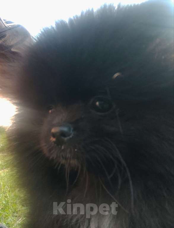 Собаки в Санкт-Петербурге: щенок шпица Мальчик, 50 000 руб. - фото 3