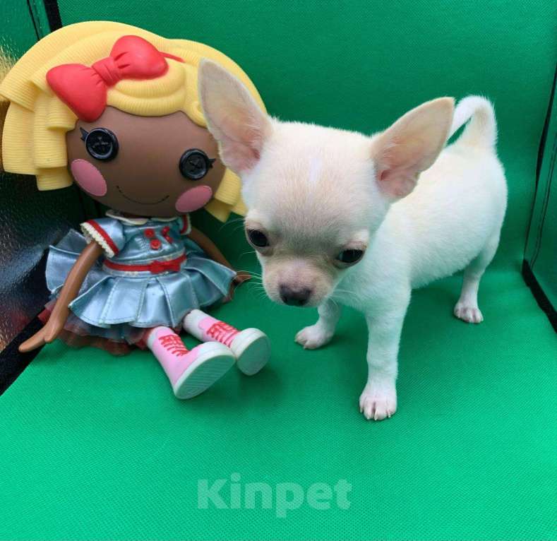 Собаки в Москве: Щенок чихуахуа мальчик короткошерстный.  Мальчик, 60 000 руб. - фото 4