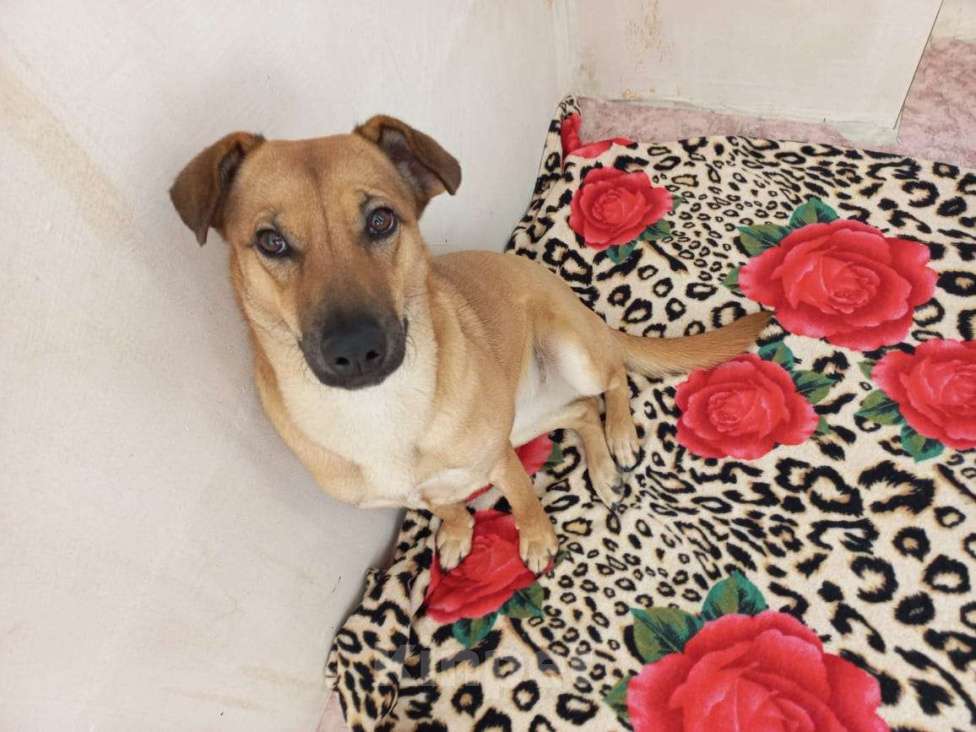 Собаки в Москве: Небольшая собачка в дар Девочка, Бесплатно - фото 2