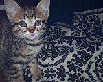 Кошки в Туле: Розетка на серебре Девочка, 7 000 руб. - фото 3
