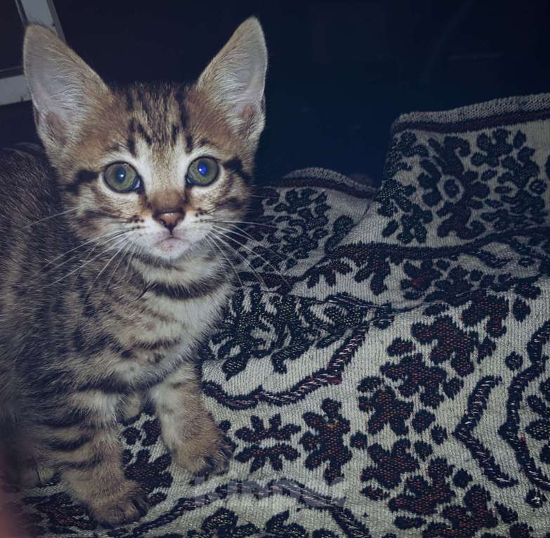 Кошки в Туле: Розетка на серебре Девочка, 7 000 руб. - фото 3