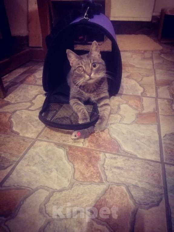 Кошки в Балашихе: Очаровательный котик ищет семью. Мальчик, Бесплатно - фото 3