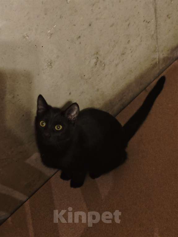 Кошки в Санкт-Петербурге: Срочно!!! Отдам в Добрые руки!!! Девочка, Бесплатно - фото 7