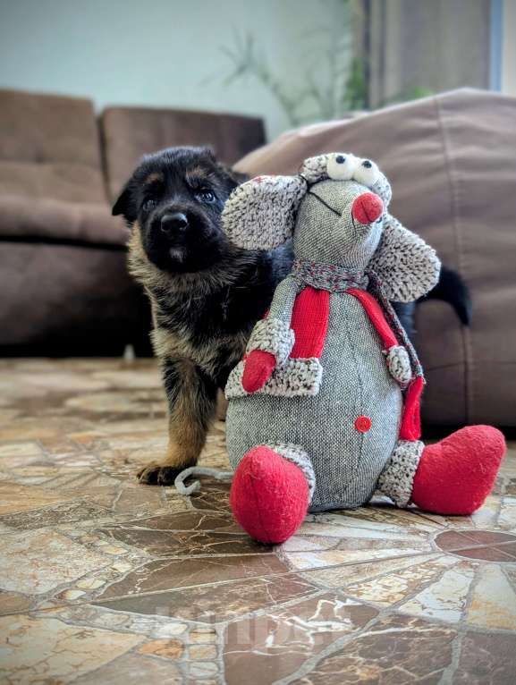 Собаки в других городах Свердловской области: Немецкая овчарка Девочка, 13 000 руб. - фото 4