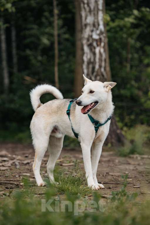 Собаки в других городах Московской области: Бантик Мальчик, Бесплатно - фото 2