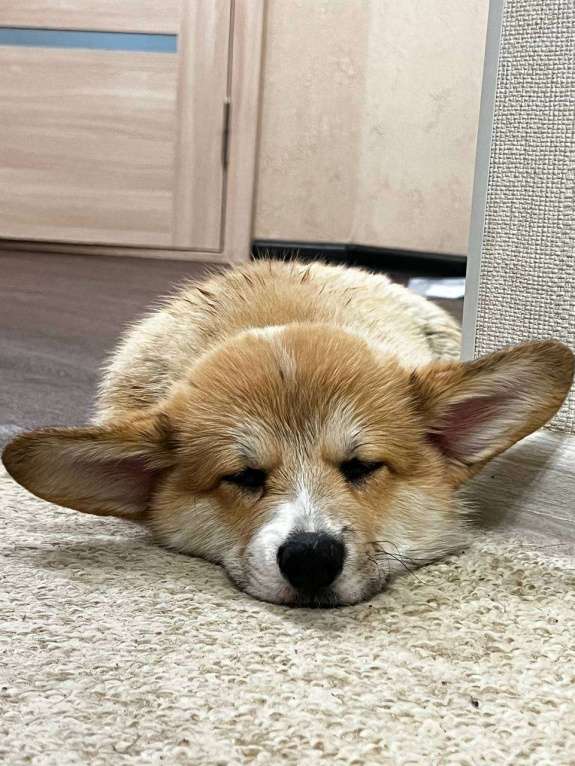 Собаки в Цимлянске: Вельш Корги Пемброк от лучшего питомника Юга-России! Мальчик, Бесплатно - фото 3