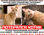 Кошки в Красноярске: 🆘ПОТЕРЯЛСЯ КОТИК! 🐈  Мальчик, 10 000 руб. - фото 1