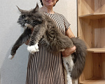 Кошки в Москве: Котенок мейн-кун Девочка, 30 000 руб. - фото 8