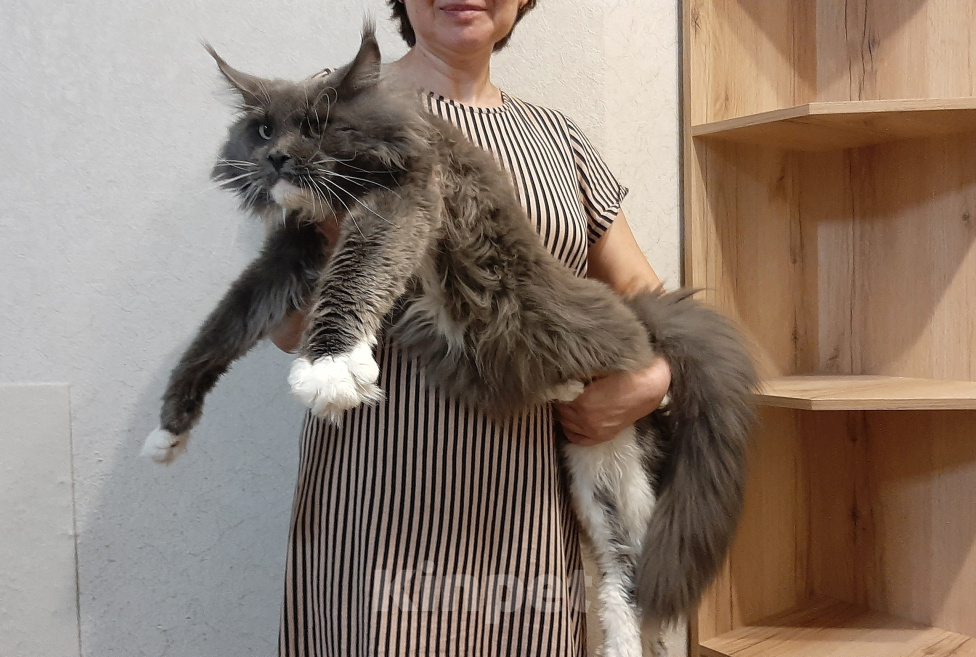 Кошки в Москве: Котенок мейн-кун Девочка, 30 000 руб. - фото 8