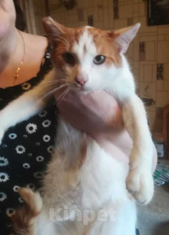 Кошки в Москве: Рыжий котёнок Серго в добрые руки Мальчик, 1 руб. - фото 5