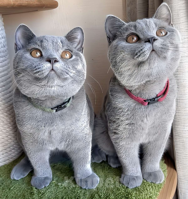 Кошки в Москве: Британские к/ш голубые котята  Мальчик, Бесплатно - фото 3