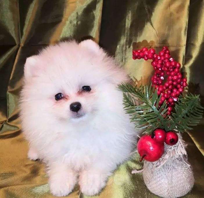 Собаки в Самаре: Щенки малыши Мальчик, Бесплатно - фото 8