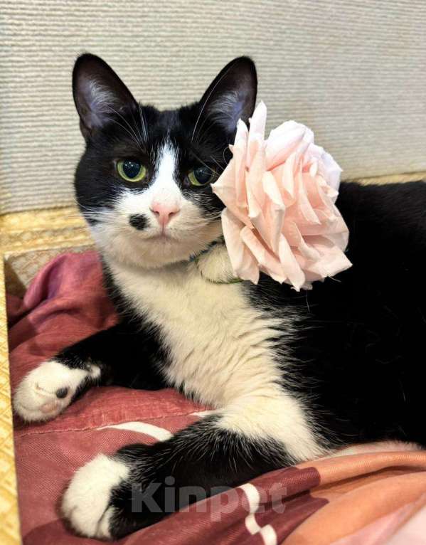 Кошки в Москве: Ласковая кошечка Мушка в добрые руки Девочка, Бесплатно - фото 2