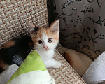 Кошки в Москве: Котёнок в добрые руки Девочка, Бесплатно - фото 3