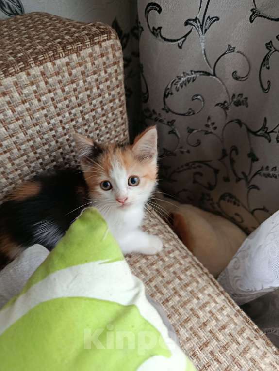 Кошки в Москве: Котёнок в добрые руки Девочка, Бесплатно - фото 3