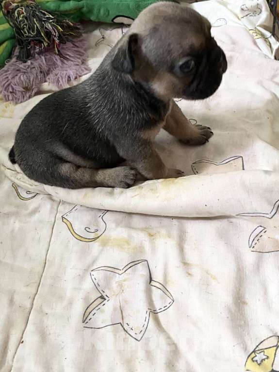 Собаки в Нижнем Новгороде: Щенки французского бульдога в продаже Девочка, 50 000 руб. - фото 10