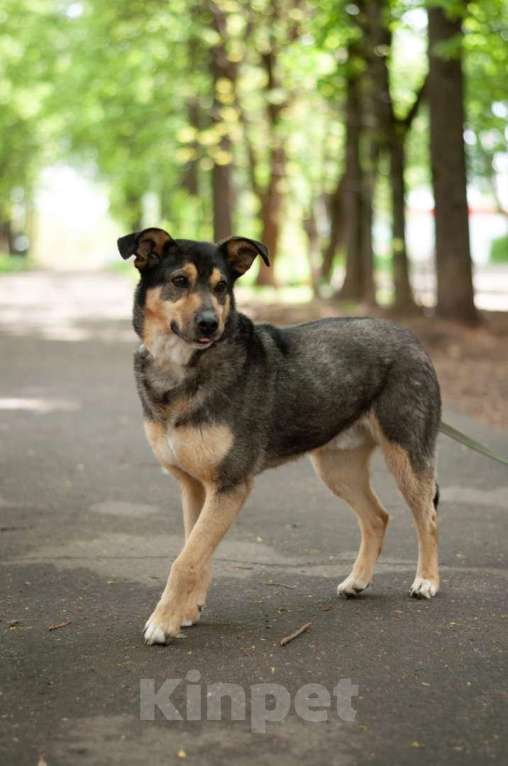 Собаки в Ногинске: Кузька - маленький песик в дар Мальчик, Бесплатно - фото 3