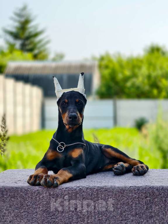 Собаки в Курске: Очаровательная девочка РКФ  Девочка, 105 000 руб. - фото 2