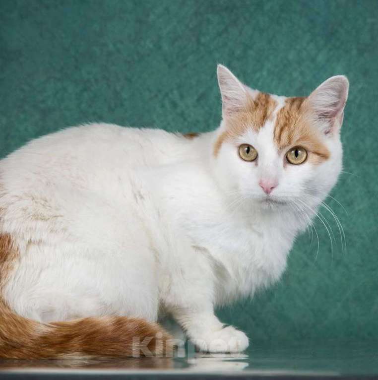 Кошки в Москве: Белка  Девочка, 1 руб. - фото 4