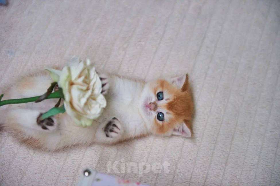 Кошки в Ярославле: Котята британской золотой шиншиллы Мальчик, Бесплатно - фото 2