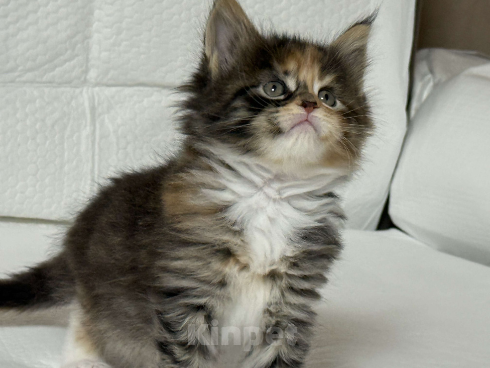 Кошки в Новосибирске: Продам кошечку Девочка, 50 000 руб. - фото 2