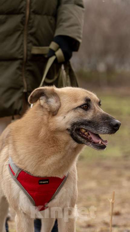 Собаки в Москве: Снежок Мальчик, Бесплатно - фото 8