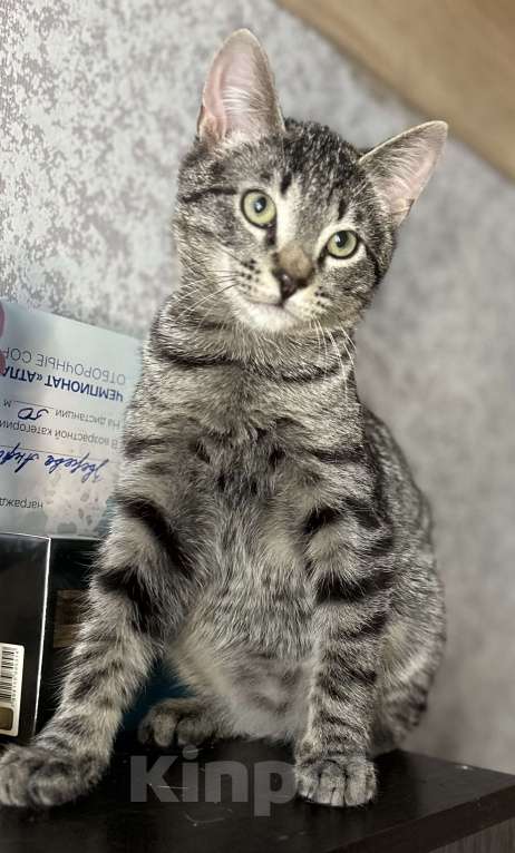 Кошки в Мурином: Бэм и Симба ищут дом Мальчик, Бесплатно - фото 7