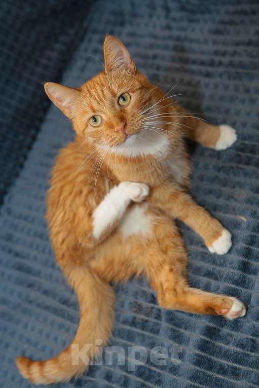 Кошки в Санкт-Петербурге: Очаровательная Хурма в добрые ручки Девочка, Бесплатно - фото 1